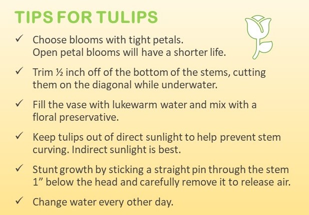 Tips for Tulips